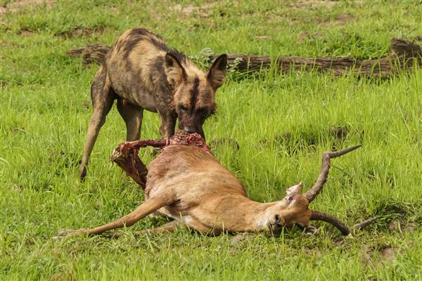 سگ های وحشی در حال خوردن ایمپالا در زامبیا آفریقا
