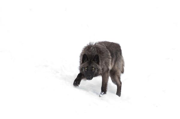 یک گرگ سیاه تنها جدا شده در پس زمینه سفید که در برف زمستانی در کانادا راه می رود