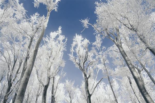 منظره جنگلی زمستانی درختان یخ زده در جنگل سفید در روز سرد زمستان در برابر آسمان آبی روشن