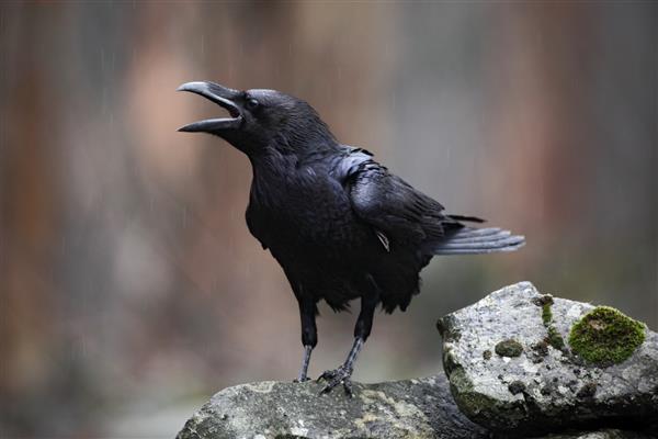 زاغ پرنده سیاه با منقار باز نشسته روی سنگ زیستگاه صخره ای با پرنده سیاه بزرگ روز بارانی در اروپا