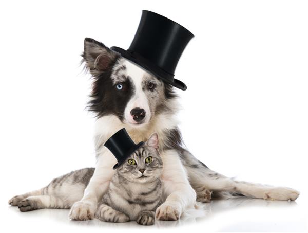 گربه و سگ با کلاه سیلندر