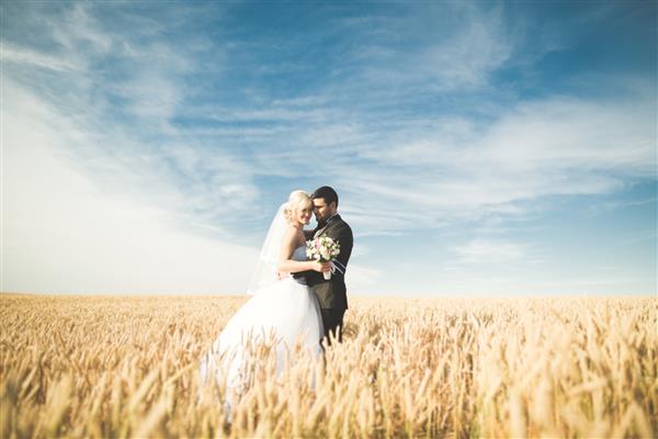 زوج عروسی زیبا عروس و داماد که در مزرعه گندم با آسمان آبی ژست گرفته اند