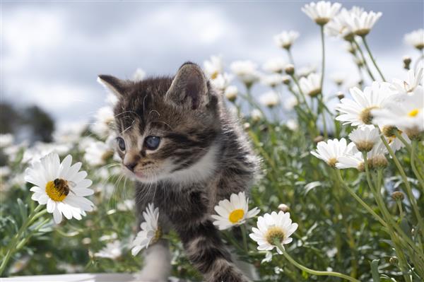 بچه گربه بین شکوفه ها زنبور را مشاهده می کند