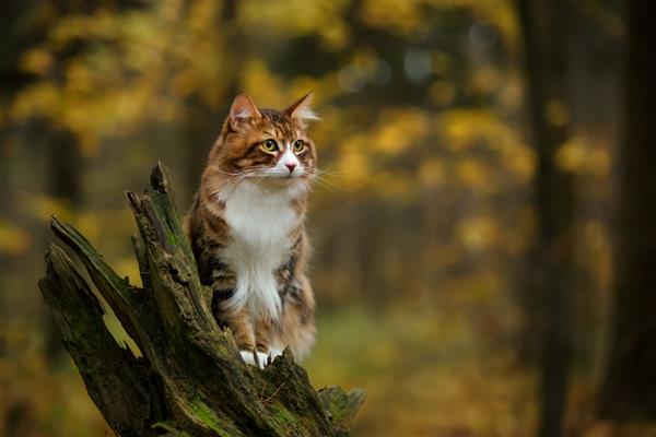گربه روسی کوریل بابتیل در حال قدم زدن در فضای باز در جنگل