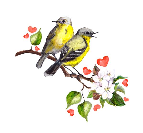 دو پرنده آوازخوان عاشق روی شاخه بهاری با گل و قلب آبرنگ برای طراحی ذخیره تاریخ روز ولنتاین