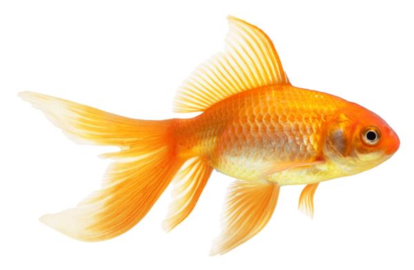 ماهی طلایی جدا شده روی سفید