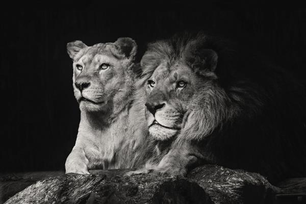 شیرهای آفریقایی زئوس و ناچی در باغ وحش نووسیبیرسک زوج