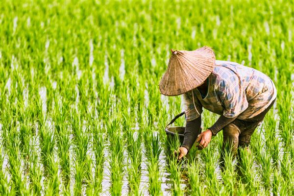 کاشت کشاورز در زمین کشاورزی ارگانیک برنج شالیزاری