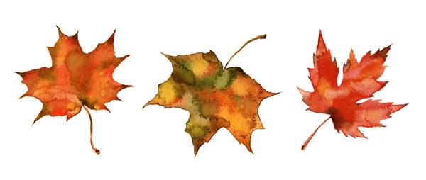ست برگ های پاییزی تصویر آبرنگ طراحی شده با دست