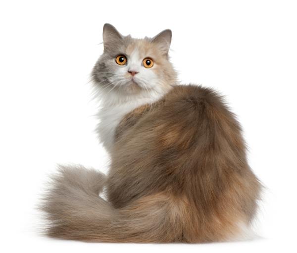 گربه مو بلند بریتانیایی 11 ماهه نشسته در مقابل پس زمینه سفید