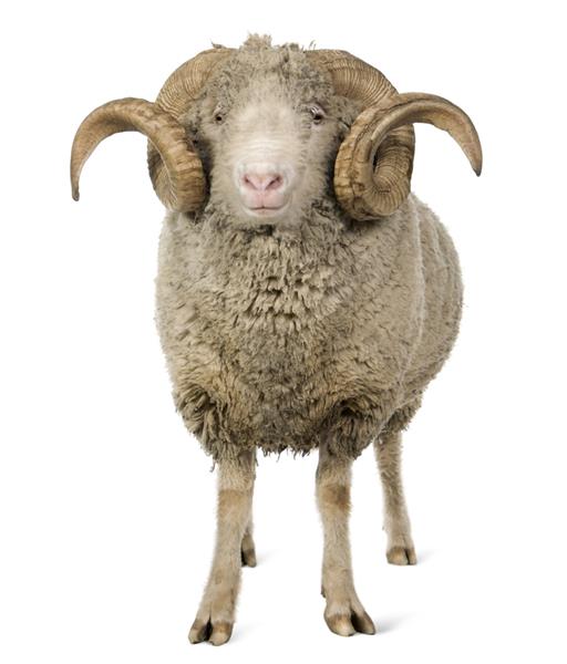 گوسفند آرل مرینو قوچ 5 ساله ایستاده در مقابل پس زمینه سفید