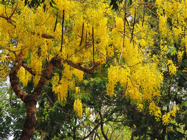 درخت کاسیا زیبا درخت ملی تایلند گلهای لابورونوم زرد روی درخت در بهار فیستول کاسیا که به درخت باران طلایی یا درخت دوش در کنار رودخانه وانگ تایلند معروف است