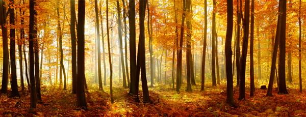 پاییز جنگل درختان برگریز که توسط پرتوهای خورشید در میان مه روشن شده است برگ ها در حال تغییر رنگ هستند