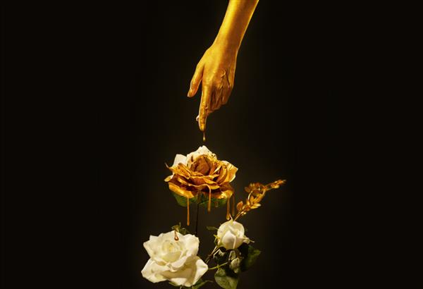 عکس هنری فانتزی نزدیک دست زن پوشیده شده با پوست رنگ طلایی طلای مایع رز سفید را لمس می کند که روی گلبرگ ها می چکد الهه زن با انگشت گل را نوازش می کند دست میداس طلاکاری شده است استودیو سیاه