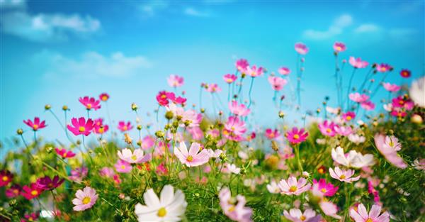 گلهای کیهانی رنگارنگ در چمنزار در طبیعت بهار تابستان در برابر آسمان آبی فوکوس نرم انتخابی