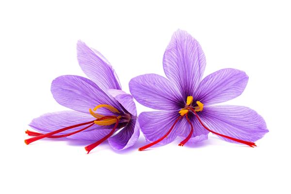 گل زعفران Crocus sativus در زمینه سفید انگ ها در شواهد ادویه خشک شده