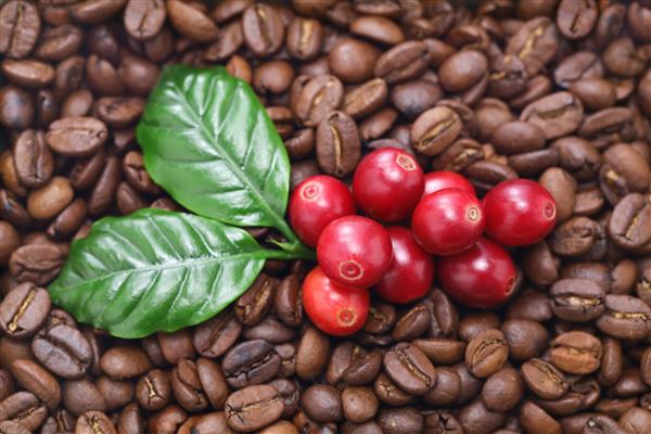 دانه های قهوه قرمز تازه با برگ در پس زمینه سفید
