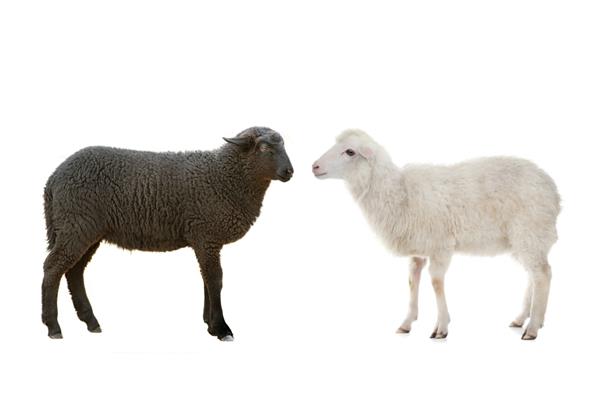 گوسفند سیاه و سفید جدا شده در پس زمینه سفید