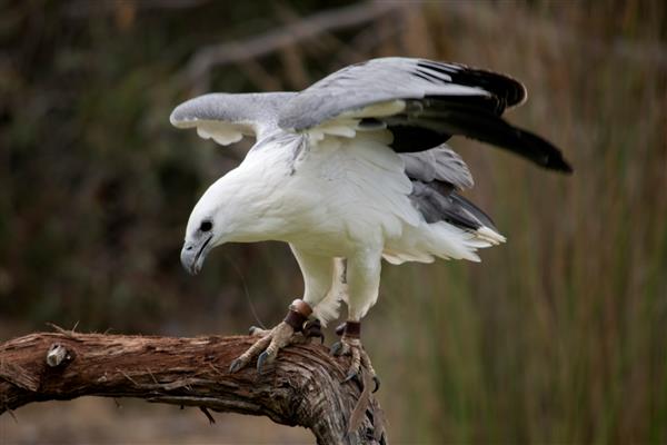 عقاب دریایی شکم سفید که به عقاب دریایی سینه سفید نیز معروف است عقاب دریایی بدنی سفید و بالهای خاکستری دارد