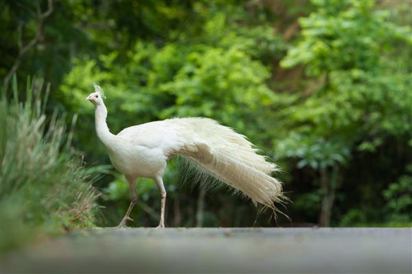 پرتره طاووس سفید طاووس یا پاوو کریستاتوس در یک پارک طبیعی جنگلی زندگی می‌کنند با ظرافت حرکتی تمام بدن در Suan Phueng Ratchaburi تایلند