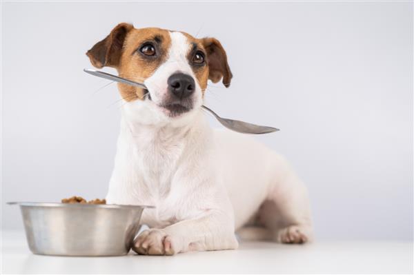 سگ جک راسل تریر در نزدیکی یک کاسه غذای خشک دراز کشیده است و یک قاشق را روی پس زمینه سفید در دهان خود نگه می دارد