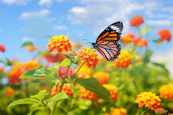 تصویر زیبای تابستانی بهار از پروانه سلطنتی روی گل نارنجی لانتانا در برابر آسمان آبی در روز آفتابی روشن در طبیعت ماکرو