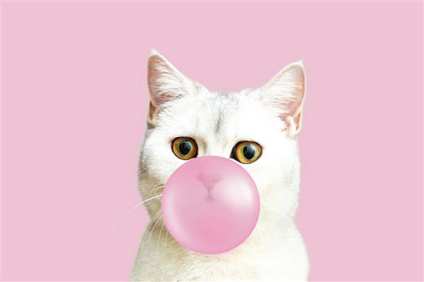 گربه سفید بریتانیایی یک حباب از آدامس صورتی می دمد شوخ طبعی جویدن بهتر از حرف زدن است