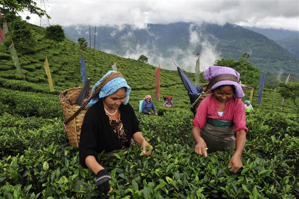 دارجلینگ هند - جولای 3 2014 زنان با دست برگ های چای را در باغ چای در دارجلینگ یکی از باکیفیت ترین چای در جهان هند برمی دارند