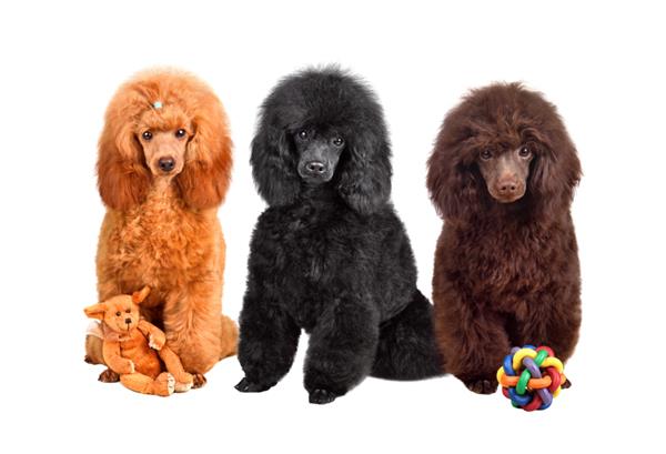گروهی از اسباب بازی های خنده دار توله سگ پودل سیاه زردآلو و شکلاتی که روی یک پس زمینه سفید نشسته اند