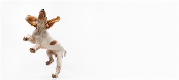 سگ بازیگوش کوکر اسپانیل در حال پریدن و گرفتن اسباب بازی جدا شده روی پس زمینه سفید مفهوم حرکت عشق به حیوانات خانگی زندگی حیوانات حیوانات اهلی به نظر می رسد شاد برازنده فضای کپی برای تبلیغات