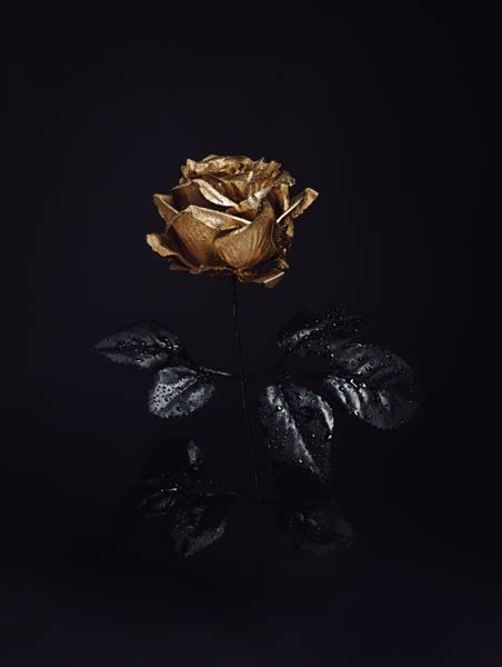 گل رز طلایی زیبا با برگ های مشکی جدا شده روی پس زمینه سیاه تیره هالووین خلاقانه یا مفهوم رمز و راز ایده زیبای گل عشق و اشتیاق