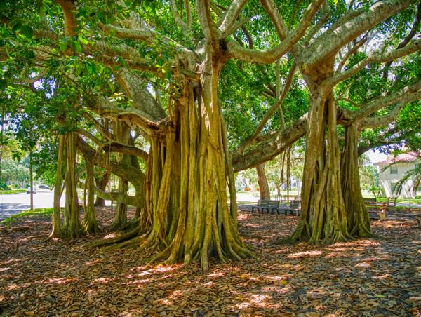 درخت بانیون Ficus benghalensis یا بانیان هندی درخت ملی هند در خیابان ونیز غربی در ونیز فلوریدا ایالات متحده آمریکا