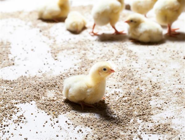 جوجه مرغ اصلاح شده اصلاح شده ژنتیکی گوشت سفید در یک مزرعه طیور که به عنوان یک تجارت برای تولید مقدار زیادی گوشت با کیفیت از مرغ طیور پرورش یافته است