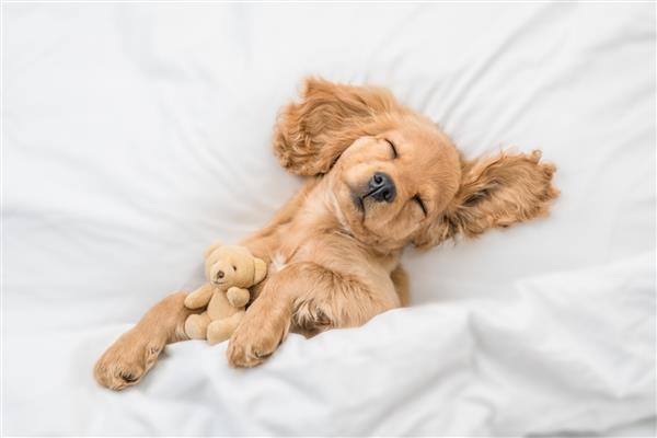 توله سگ ناز انگلیسی کوکر اسپانیل روی تختی در خانه می خوابد و خرس اسباب بازی را در آغوش می گیرد نمای بالا به پایین