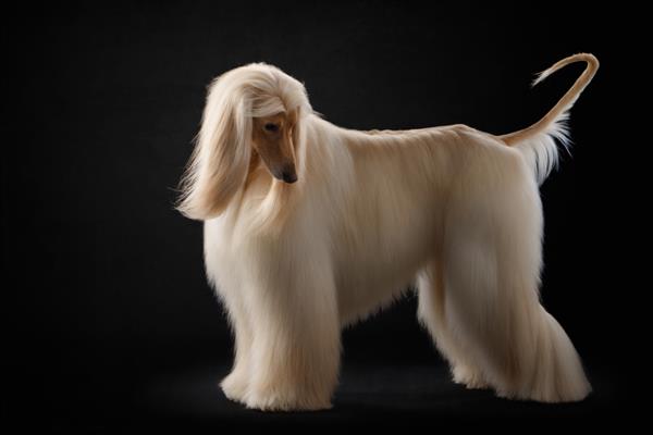 سگ زیبا با موهای بلند ایستاده است آراستگی عالی سگ حنایی افغان در استودیو