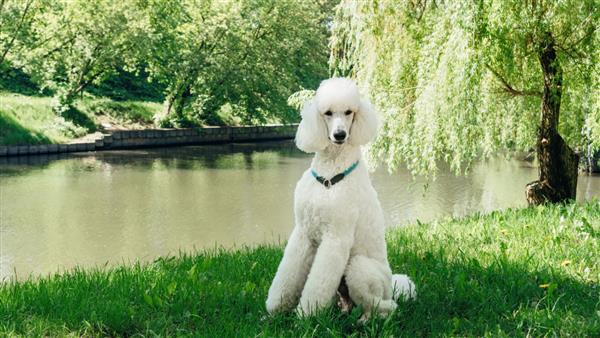 یک سگ پودل سفید اصیل روی یک چمن سبز نشسته و منتظر دستور آموزش است نظافت بی عیب و نقص از خز کرکی سگ پشمالوی پادشاه سگ سفید خانگی بزرگ با قلاده