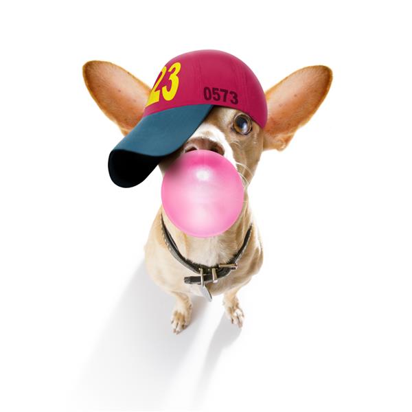 سگ چیهواهوا با ظاهر معمولی با کلاه یا کلاه بیسبال اسپرت و متناسب آدامس حبابی می جود