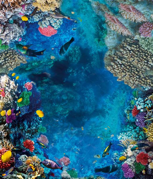 تصاویر برای طبقات سه بعدی دنیای زیر آب مرجان ها ماهی عمق نمای بالا