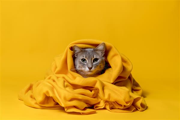 گربه غمگین پیچیده شده در یک پتوی گرم به دوربین نگاه می کند جدا شده روی زمینه زرد