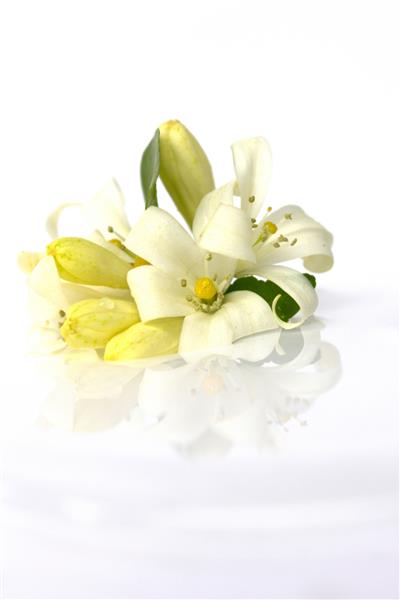 گل سفید چوب ساتن آندامان روی آب روی پس‌زمینه ایزوله سفید احساس تازگی نمای جلو با سایه در آب