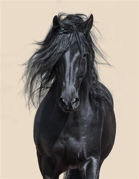 پرتره اسب سیاه اندلس با یال بلند