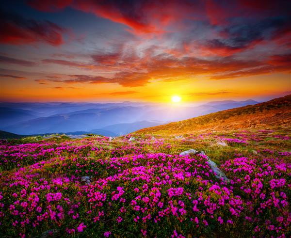 صحنه جذاب با تپه های گلدار که توسط غروب خورشید روشن شده است مکان مکان کوه های کارپات اوکراین اروپا والپیپر عکس ایده آل عکاسی از طبیعت جادویی زیبایی های دنیا را کشف کنید