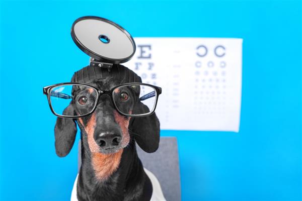 چشم پزشک بامزه سگ داشوند با لباس پزشک با عینک برای اصلاح بینایی تجهیزات حرفه ای روی سر پوستر با حروف برای تست نمودار چشم در پس زمینه