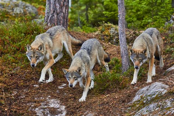 گرگ ها حملات دسته گرگ ها در شکار