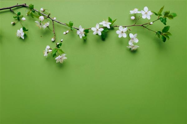 شاخه زردآلو با گلبرگ های شکوفه به زیبایی روی زمینه سبز و سبز روشن قرار گرفته است ترکیب و مفهوم حال و هوای بهاری گیاهان گلدار فضای کپی