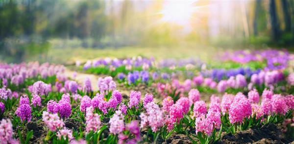 گلد بهاری در جنگل با سنبل های صورتی و بنفش گلدار در روز آفتابی در طبیعت چشم انداز طبیعی رنگارنگ بهاری با گل ها تمرکز انتخابی ملایم