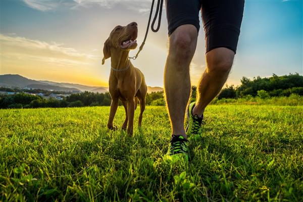 سیلوئت های دونده و سگ در زمین زیر آسمان طلایی غروب آفتاب در زمان عصر دویدن در فضای باز جوان ورزشکار با سگش در طبیعت می دود