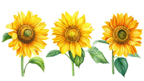مجموعه ای از گل های زرد گل های آفتابگردان در پس زمینه ای جدا شده تصویر گیاه شناسی طرح گل های آبرنگ