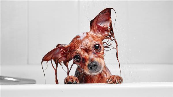 سگ خیس کوچولوی خنده دار در حمام سگ دوش می گیرد تریر اسباب بازی مو بلند روسی Canis lupus familiaris
