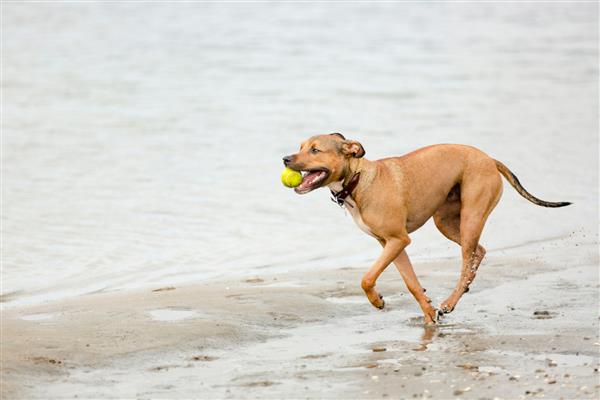 سگ قهوه ای پیت بول تریر در حال دویدن در ساحل با توپ در دهان